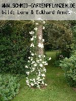 Lykkefund - Kletterrosen und Rambler
