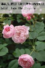Major of Casterbridge - Englische Rosen
