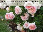 Abraham Darby - Englische Rosen