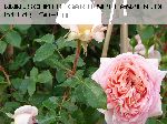 Abraham Darby - Englische Rosen