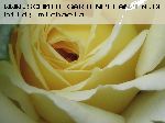 Joelle Marouani - Rosa Generosa von Guillot
