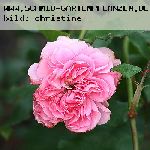 Erinnerung an Krickerhan (Souvenir de Handlova) - Rosen von Weihrauch