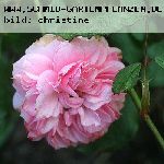 Erinnerung an Krickerhan (Souvenir de Handlova) - Rosen von Weihrauch
