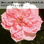 Erinnerung an Krickerhan (Souvenir de Handlova) - Rosen von Weihrauch