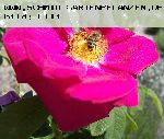 Officinalis (`Apothekerrose`) - Rosa Gallica