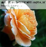 Crown Princess Margareta - Englische Rosen