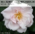 New Dawn - Moderne Kletterrosen