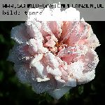 New Dawn - Moderne Kletterrosen