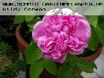 Sidonie - Remontant Rosen