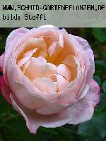 Elric von Melnibon� - Rosen von Weihrauch
