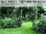Abraham Darby - Englische Rosen