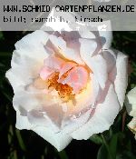 Oph�lia - Teehybriden