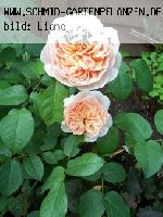 Sweet Juliet - Englische Rosen