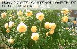 Graham Thomas - Englische Rosen