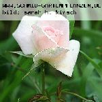 Rosenm�del - Rosen von Weihrauch