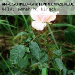 Rosenm�del - Rosen von Weihrauch