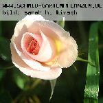 Rosenm�del - Rosen von Weihrauch