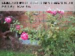 John Clare - Englische Rosen