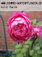 John Clare - Englische Rosen