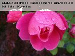 John Clare - Englische Rosen