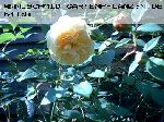 Teasing Georgia - Englische Rosen
