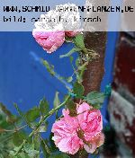 Erinnerung an Krickerhan (Souvenir de Handlova) - Rosen von Weihrauch