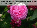 Coupe d�H�b� - Rosa Borbonica