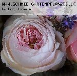 Elric von Melnibon� - Rosen von Weihrauch