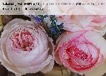Elric von Melnibon� - Rosen von Weihrauch