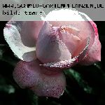 Elric von Melnibon� - Rosen von Weihrauch