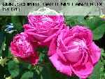 American Beauty - Remontant Rosen