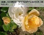 Coniston (Comtes de Champagne) - Englische Rosen