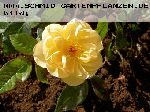 Yellow Button - Englische Rosen