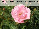 Rosarium Uetersen - Moderne Kletterrosen