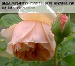 Sayma - Rosen von Weihrauch