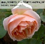 Sayma - Rosen von Weihrauch