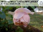 Sayma - Rosen von Weihrauch