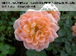 Sweet Dream - Englische Rosen