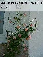 Ren� Andr� - Kletterrosen und Rambler
