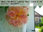 Ren� Andr� - Kletterrosen und Rambler