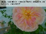 Ren� Andr� - Kletterrosen und Rambler