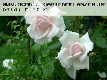 New Dawn - Moderne Kletterrosen