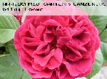 Prince Camille de Rohan - Remontant Rosen