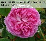 Blush Hip - Rosa Alba