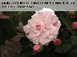 Multiflore de Vaumarcus - Noisette Rosen