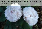 Jacques Cartier (wei�) - Rosa Damascena