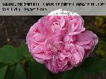 Sidonie - Remontant Rosen