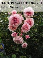 William Morris - Englische Rosen