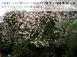 Paul's Himalayan Musk - Kletterrosen und Rambler