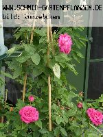 Ulrich Brunner Fils - Remontant Rosen